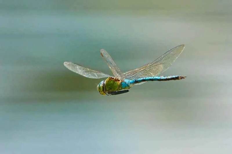 ドラゴンフライのハシーブ・クレシ氏は、2026年に仮想通貨の決定的なトレンドが主流になると予測している。